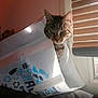 cat, tabby_cat, indoor, window, mesh_bag, curious, pet, animal, light, shadow, blinds, feline, face, whiskers, ears, domestic_cat, home, peeking, soft_light, quiet