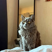 Minus a rejoint le concours — aidez-le/la à gagner de superbes lots ! animal, bed, blanket, cat, cozy, cute, domestic_cat, fluffy, furniture, furry, gray_cat, home, indoor, mirror, pet, plush_toys, portrait, sitting, soft_light, yellow_eyes