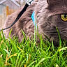 Minus participe au concours pour gagner de l'argent avec cette photo : animal, background_blur, backyard, cat, close_up, curious, eye, fur, garden, grass, gray_cat, greenery, harness, leash, nature, outdoor, pet, side_view, whiskers, yellow_eyes