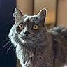 Minus participe au concours pour gagner de l'argent avec cette photo : alert, animal, background_blur, cat, close_up, curious, cute, domestic_cat, feline, fluffy_fur, fur_texture, gray_cat, household, indoor, pet, portrait, sitting, soft_light, whiskers, yellow_eyes