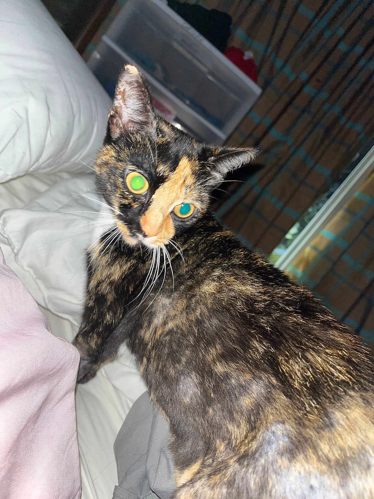 Lavender is registered to the contest to win money with this photo: cat, tortoiseshell, pet, animal, feline, whiskers, bed, pillow, curtain, indoor, fur, looking_back, eyes, domestic_cat, cozy, resting, cute, mammal, home, sleep_area
