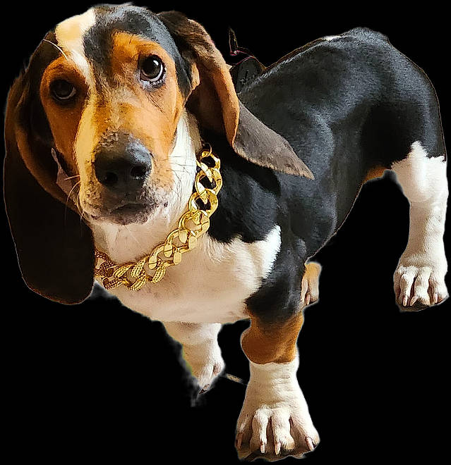Cleatus is registered to the contest to win money with this photo: canidae, carnivore, collar, companion_dog, dog, dog_breed, dog_supply, fur, hound, hunting_dog, pet_supply, scent_hound, sharing, sporting_group, terrestrial_animal, whiskers, working_animal, working_dog