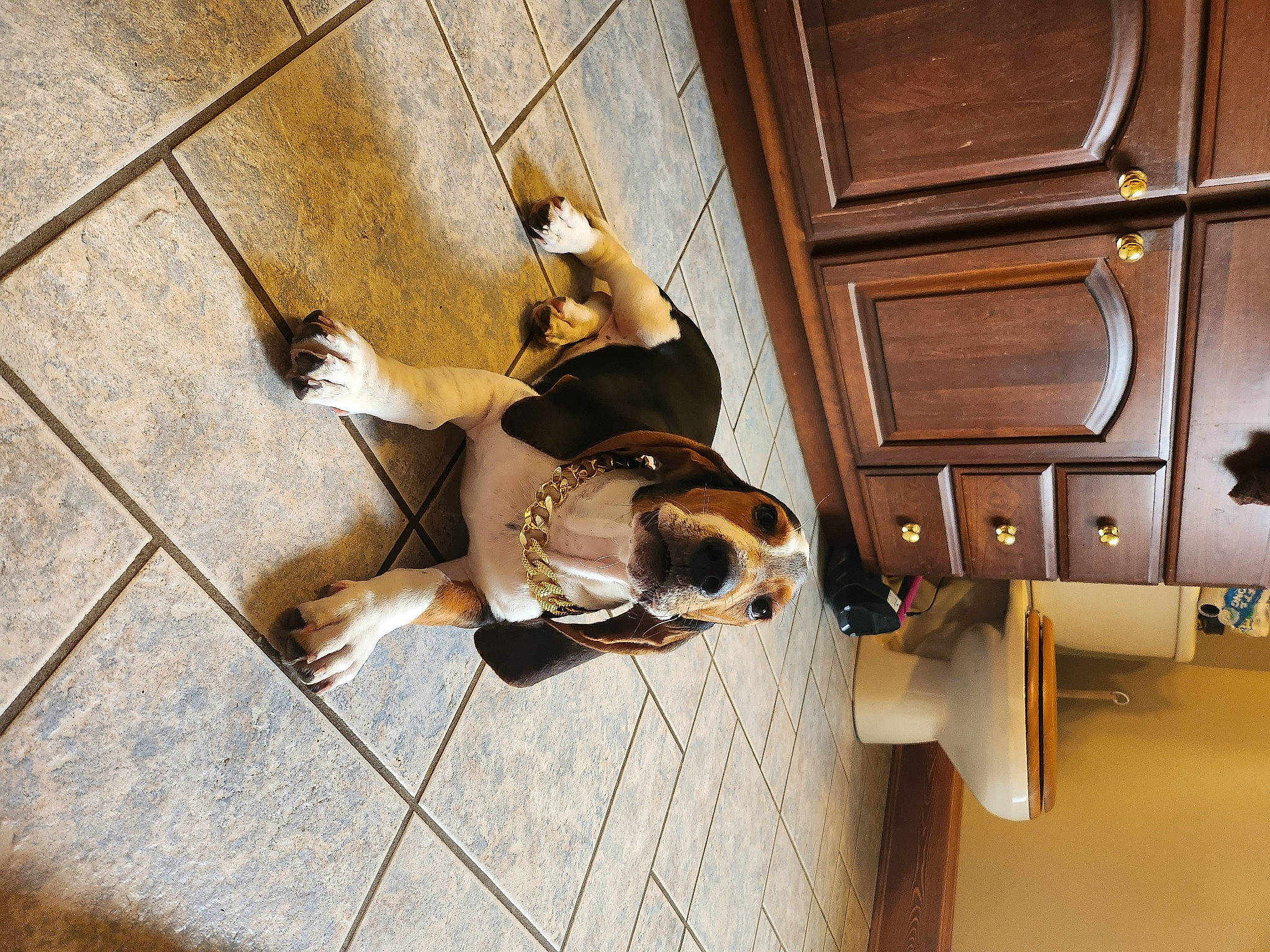 Cleatus joined the competition — help win amazing prizes! cabinetry, carnivore, chest_of_drawers, comfort, companion_dog, dog, dog_breed, door, drawer, fawn, floor, flooring, hardwood, home_door, human_leg, sunglasses, tints_and_shades, wood, wood_flooring, wood_stain