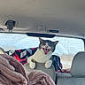 Kitty joined the competition — help win amazing prizes! cat, vehicle_interior, car_seat, blanket, pet, animal, backseat, window, feline, yawning, cozy, travel, road_trip, comfort, domestic_animal, cute, fur, whiskers, head, resting