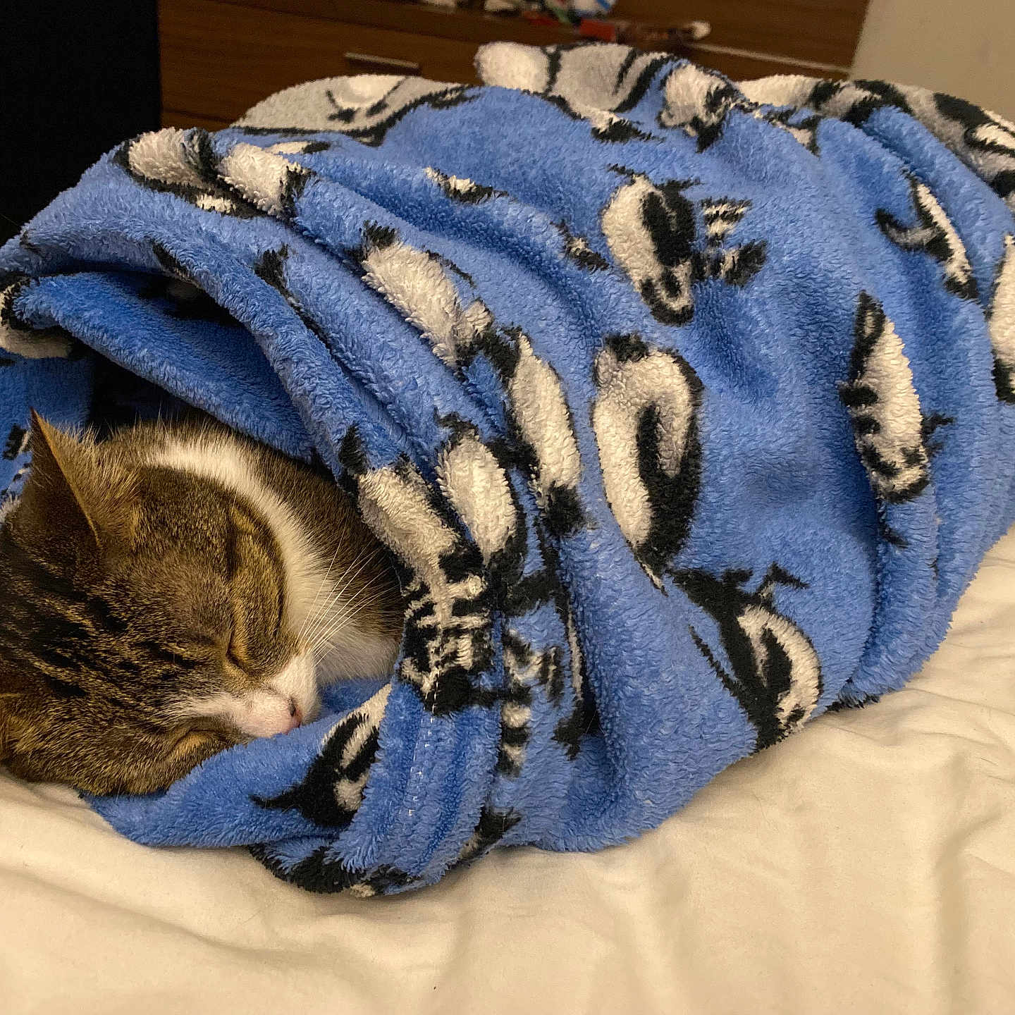 Kitty is registered to the contest to win money with this photo: cat, sleeping, blanket, blue_blanket, penguin_pattern, bed, cozy, indoor, feline, pet, fur, resting, cute, domestic_animal, comfort, animal, mammal, warm, snug, relaxation