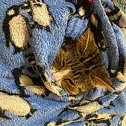 Kitty is registered to the contest to win money with this photo: cat, blanket, blue, penguin_pattern, cozy, sleepy, fur, pet, animal, snuggled, warm, soft_texture, resting, domestic_cat, cute, indoor, closeup, head, whiskers, relaxed