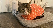 Kitty joined the competition — help win amazing prizes! animal, cat, comfortable, cozy, cute, domestic_cat, ears, feline, floor, fur, home, indoor, knitwear, looking, mat, orange_sweater, pet, resting, tabby_cat, whiskers