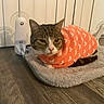 Kitty joined the competition — help win amazing prizes! cat, tabby_cat, orange_sweater, knitwear, pet, indoor, floor, mat, feline, cozy, cute, animal, domestic_cat, resting, looking, ears, whiskers, fur, home, comfortable
