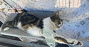 Kitty is registered to the contest to win money with this photo: cat, tabby, sleeping, window, curtain, sunlight, indoor, pet, relaxing, feline, paw, stretching, cozy, soft, home, animal, resting, pattern, fabric, glass