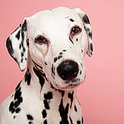 Tuppence is registered to the contest to win money with this photo: adorable, animal, black_spots, canine, close_up, cute, dalmatian, dog, domestic_animal, ears, face, friendly, fur, looking_at_camera, mammal, pet, pink_background, portrait, studio, white