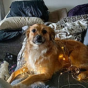 Daisy is registered to the contest to win money with this photo: animal, blanket, comfort, couch, cozy, cute, decor, dog, domestic, fairy_lights, fur, golden_dog, home, indoor, living_room, pet, pillow, relaxed, resting, warm_light