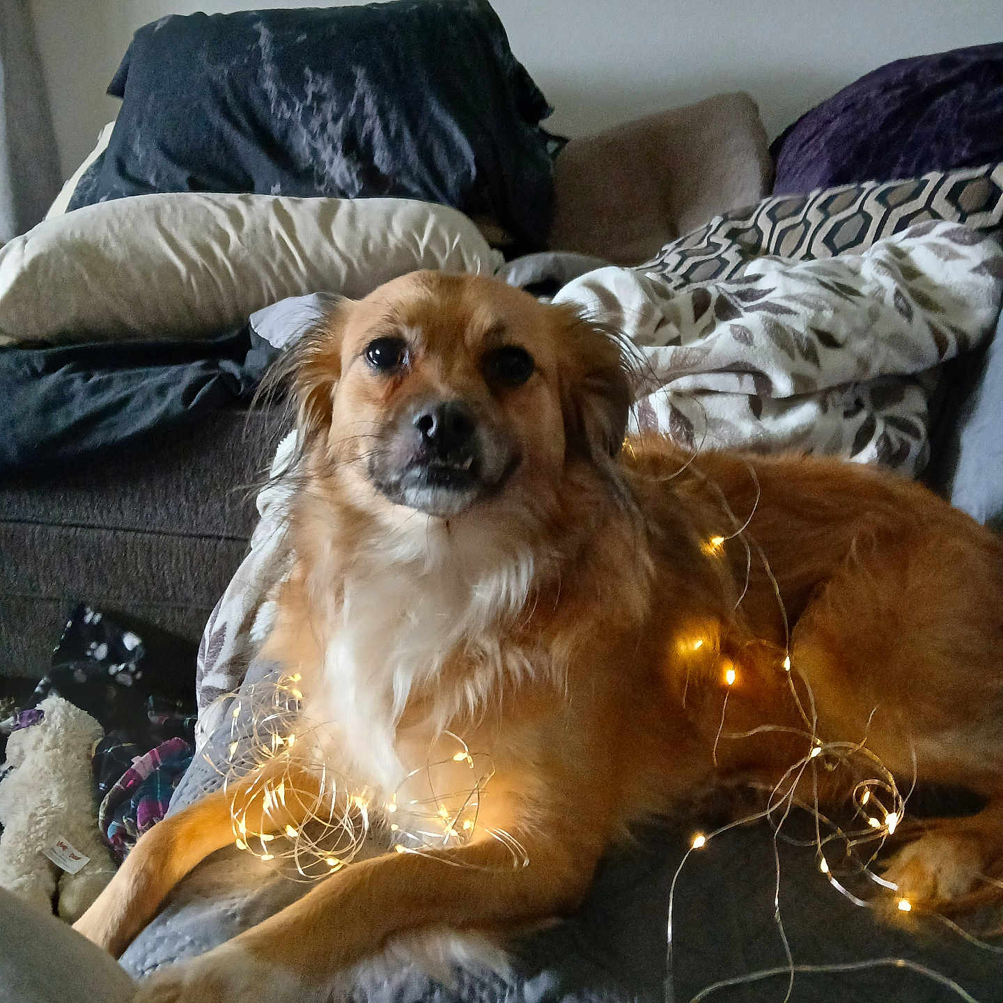 Daisy is registered to the contest to win money with this photo: animal, blanket, comfort, couch, cozy, cute, decor, dog, domestic, fairy_lights, fur, golden_dog, home, indoor, living_room, pet, pillow, relaxed, resting, warm_light