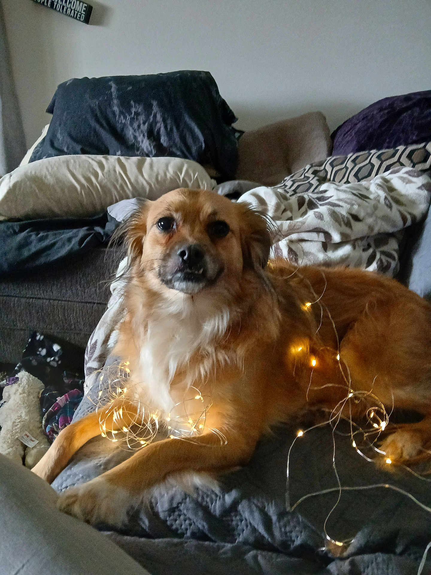 Daisy
