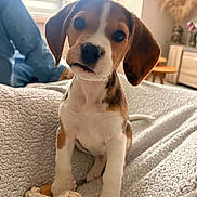 Austin a rejoint le concours — aidez-le/la à gagner de superbes lots ! puppy, beagle, dog, pet, toy, rope_toy, blanket, indoor, cozy, cute, animal, fur, ears, face, sitting, home, person, denim, furniture, soft_light