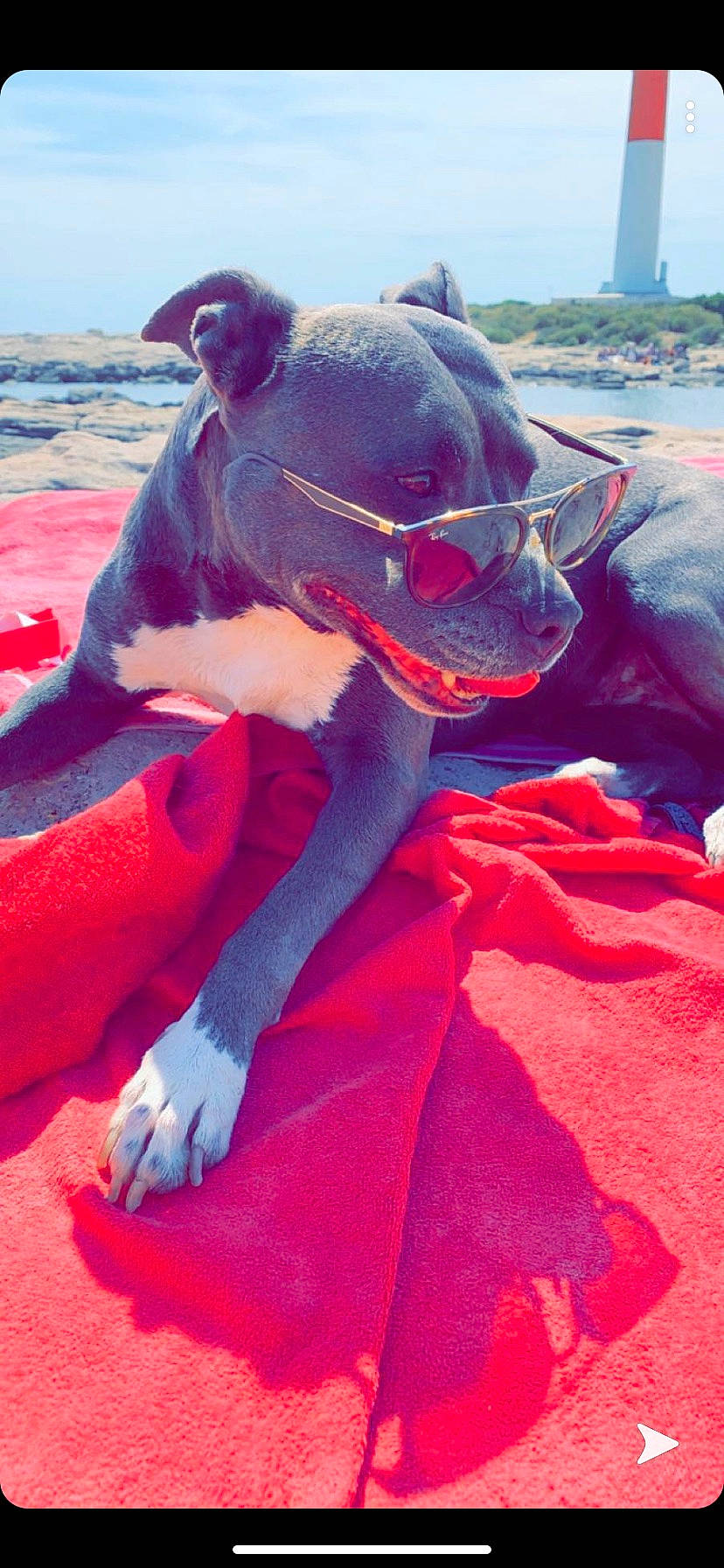 Guess participe au concours pour gagner de l'argent avec cette photo : carnivore, companion_dog, dog, dog_breed, electric_blue, eyewear, fawn, glasses, grass, hat, leisure, magenta, personal_protective_equipment, pink, red, sky, snout, sporting_group, sunglasses, working_animal