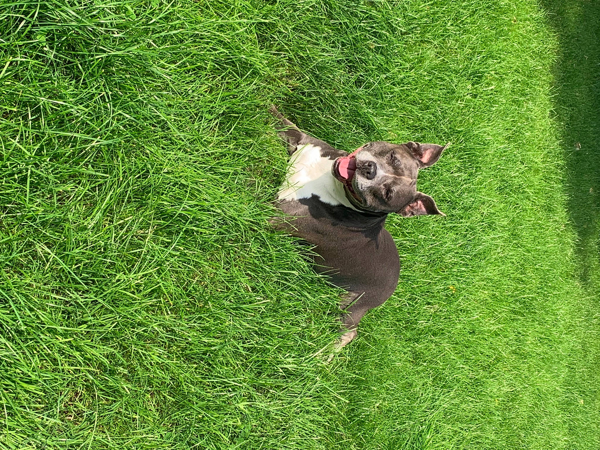 Guess a rejoint le concours — aidez-le/la à gagner de superbes lots ! carnivore, collar, companion_dog, dog, dog_breed, dog_collar, fawn, grass, grassland, groundcover, leash, liver, plant, snout, sporting_group, tail, terrier, toy_dog, whiskers, working_animal