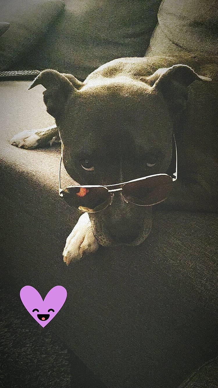 Guess participe au concours pour gagner de l'argent avec cette photo : carnivore, comfort, companion_dog, darkness, dog, dog_breed, fashion_accessory, fawn, felidae, flower, font, petal, plant, snout, still_life_photography, tail, teddy_bear, tints_and_shades, whiskers, working_animal