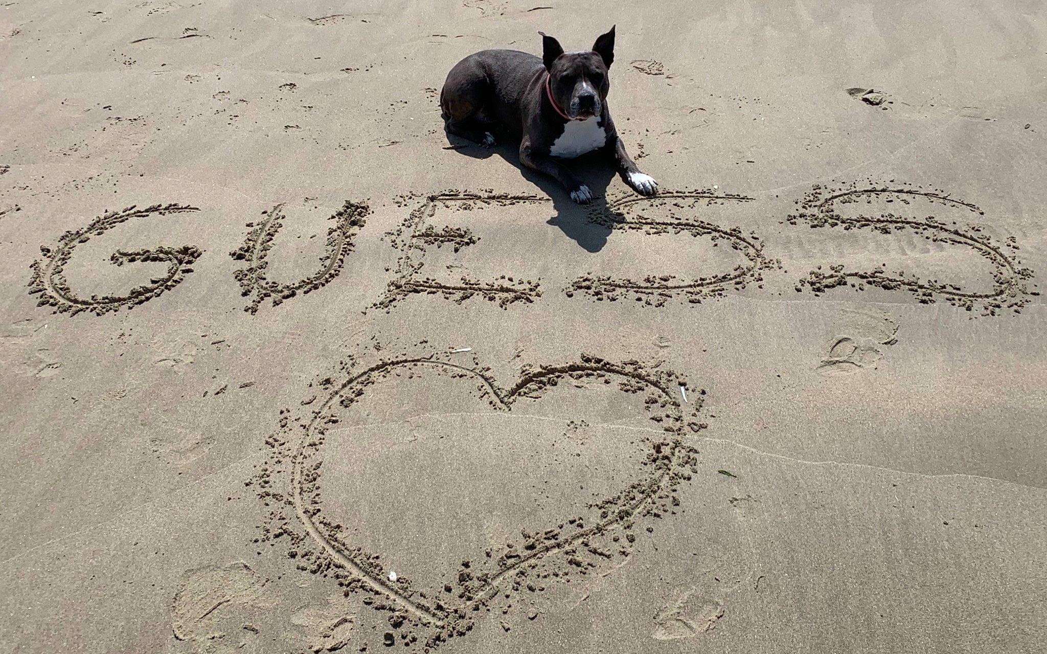 Guess a rejoint le concours — aidez-le/la à gagner de superbes lots ! art, beach, building_sand_castles, carnivore, circle, dog, dog_breed, font, guard_dog, handwriting, monochrome, monochrome_photography, road_surface, sand, shadow, soil, tail, visual_arts, wind_wave, writing