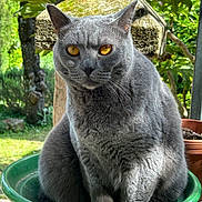 Gaia participe au concours pour gagner de l'argent avec cette photo : cat, gray_cat, amber_eyes, sitting, green_bowl, ceramic_bowl, outdoor, garden, plants, potted_plants, sunlight, nature, close_up, pet, animal, feline, fur, whiskers, relaxed, serene