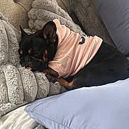 Kiwi is registered to the contest to win money with this photo: dog, sleeping, hoodie, black_dog, bed, pillow, plush_pillow, cozy, cute, tongue_out, resting, indoors, pet, canine, fur, nap, relaxed, snout, ears, blanket