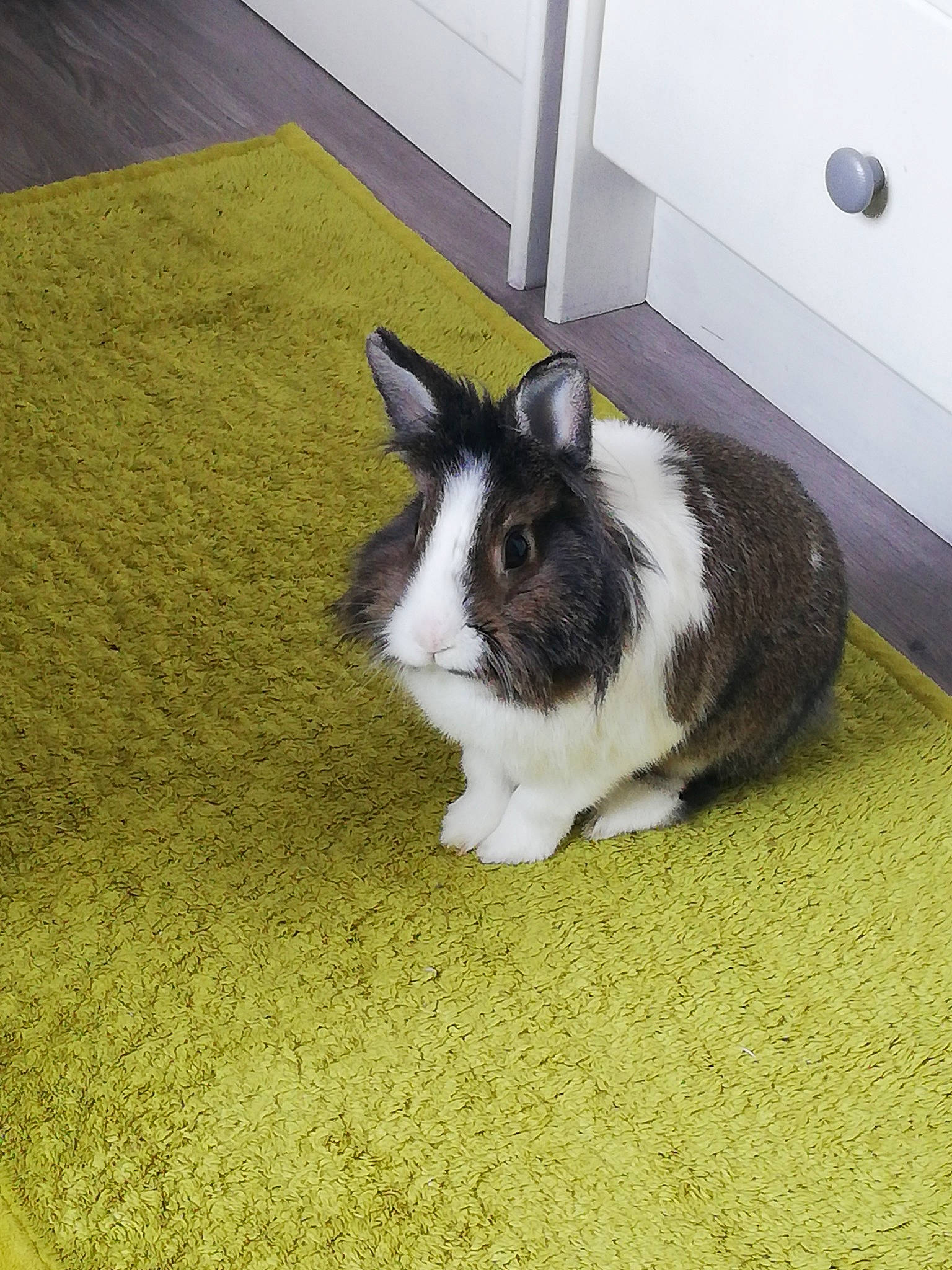 Pépitos a rejoint le concours — aidez-le/la à gagner de superbes lots ! domestic_rabbit, ear, fawn, guinea_pig, hare, rabbit, rabbits_and_hares, rodent, snout, whiskers