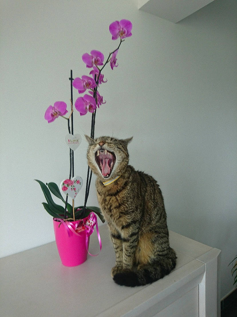Tigrou a rejoint le concours — aidez-le/la à gagner de superbes lots ! american_shorthair, carnivore, cat, domestic_short_haired_cat, european_shorthair, felidae, flower, flowerpot, houseplant, moth_orchid, ocicat, orchid, pink, plant, small_to_medium_sized_cats, tabby_cat, whiskers