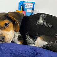 Atchoum participe au concours pour gagner de l'argent avec cette photo : puppy, dog, sleeping, resting, blanket, blue, fur, black, white, brown, cute, pet, indoors, cozy, young, animal, face, ears, nose, lying_down