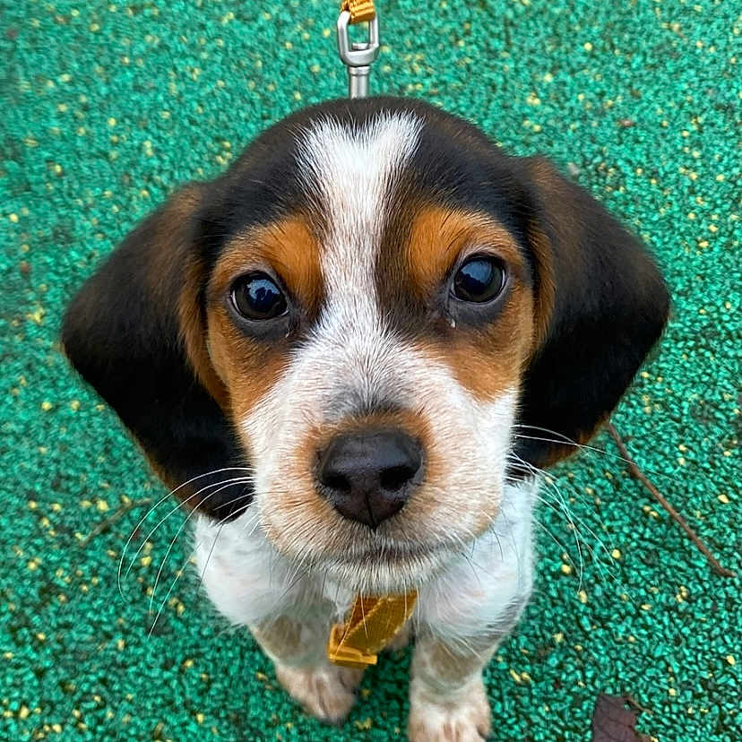 Atchoum participe au concours pour gagner de l'argent avec cette photo : black, brown, close_up, collar, cute, dog, ears, eyes, face, fur, leash, outdoor, pet, puppy, small, snout, standing, whiskers, white, young