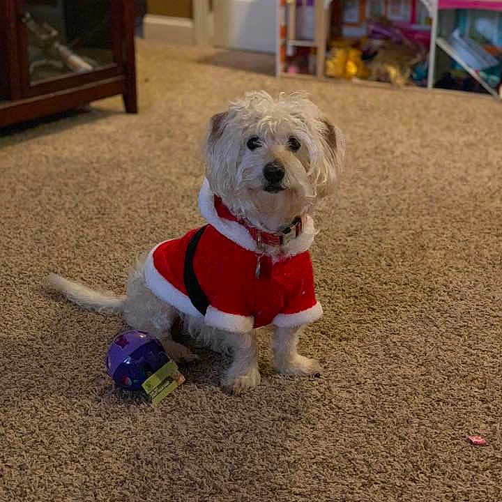 Oxy is registered to the contest to win money with this photo: carnivoran, companion_dog, dog, dog_breed, dog_breed_group, dog_clothes, dog_like_mammal, havanese, morkie, puppy, schnoodle, shih_tzu, snout, vertebrate