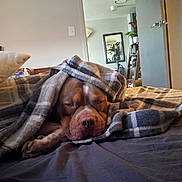 Ace is registered to the contest to win money with this photo: dog, blanket, bed, indoor, sleepy, brown_dog, plaid, cozy, resting, pet, canine, fur, pillow, room, mirror, plant, furniture, door, shelving, home