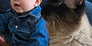 Emi joined the competition — help win amazing prizes! baby, child, denim_jacket, cat, siamese_cat, fluffy, indoor, couch, blue_background, curious, pet, animal, infant, sitting, soft_texture, closeup, friendship, cute, cozy, home