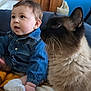 baby, child, denim_jacket, cat, siamese_cat, fluffy, indoor, couch, blue_background, curious, pet, animal, infant, sitting, soft_texture, closeup, friendship, cute, cozy, home