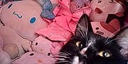 Onyx joined the competition — help win amazing prizes! cat, tuxedo_cat, stuffed_animal, plushie, plush_toy, soft_toy, pile_of_toys, pink_color, black_and_white_cat, whiskers, close_up, indoor, bedroom, pillow, cute, toy_collection, poster_face, photobomb, cozy, fabric_texture