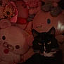 Onyx is registered to the contest to win money with this photo: cat, tuxedo_cat, black_and_white_cat, whiskers, eyes, plush_toy, stuffed_animal, plushies, kawaii, pink, flowers, bouquet, cozy, indoor, low_light, portrait, close_up, bed, blanket, soft_toys