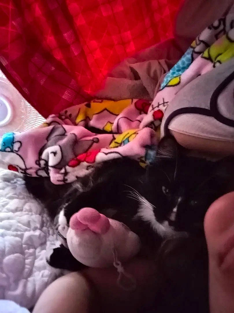 Onyx joined the competition — help win amazing prizes! bed, black_cat, blanket, cat, close_up, colorful_blanket, cozy, curtain, human_arm, indoor, kitten, pet, pillow, plush_toy, red_curtain, sleepy, soft_texture, stuffed_animal, tuxedo_cat, whiskers