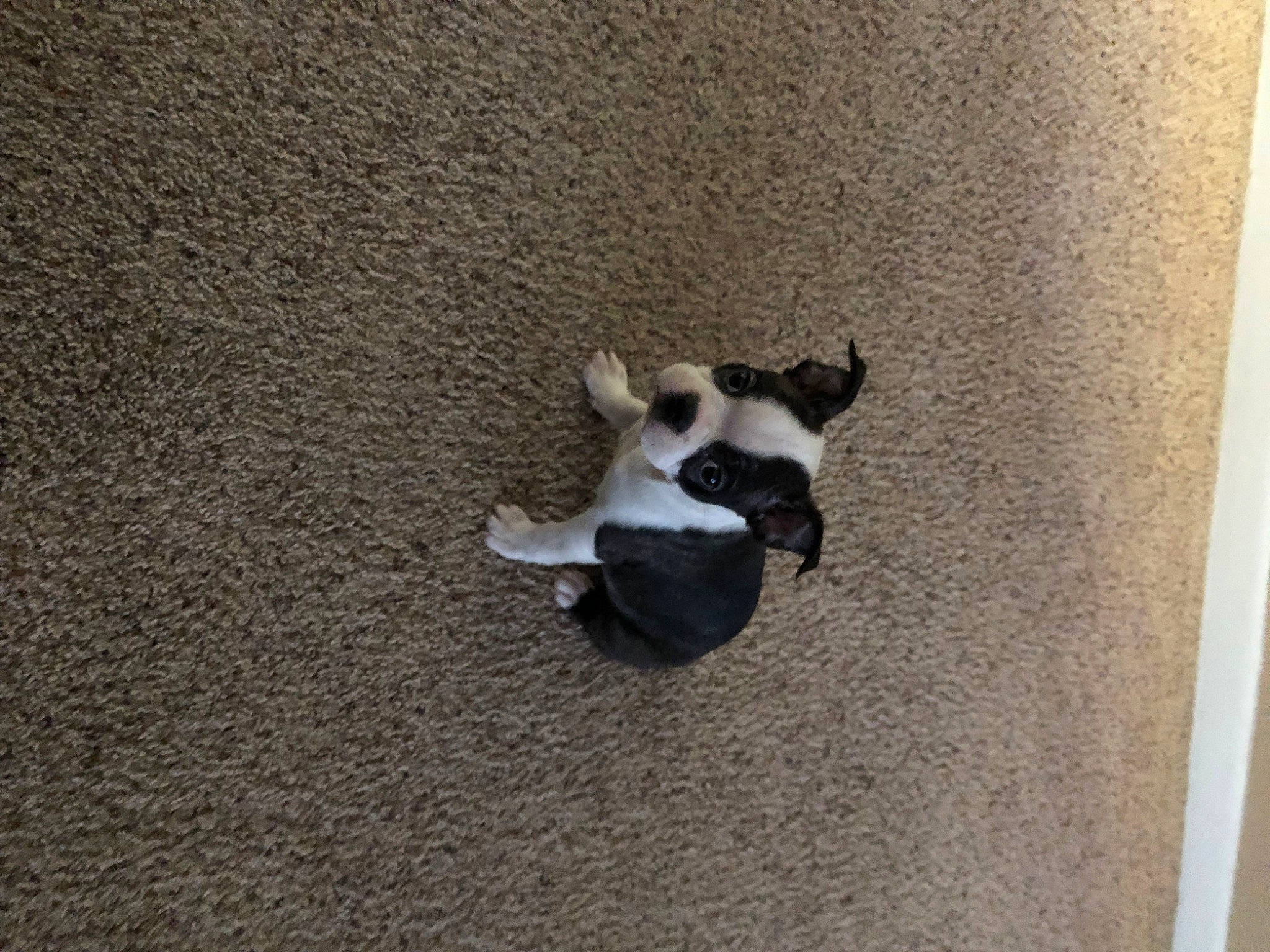 Astro joined the competition — help win amazing prizes! canidae, carnivore, companion_dog, dog, dog_breed, fawn, felidae, floor, flooring, fur, grey, hardwood, paw, shadow, snout, soil, sporting_group, tail, wood, working_animal