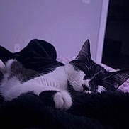 Milo is registered to the contest to win money with this photo: cat, sleeping, black_and_white, pet, animal, whiskers, ears, paws, fur, blanket, bed, indoors, bedroom, cozy, relaxed, resting, close_up, dim_lighting, purple_tint, cute