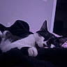 cat, sleeping, black_and_white, pet, animal, whiskers, ears, paws, fur, blanket, bed, indoors, bedroom, cozy, relaxed, resting, close_up, dim_lighting, purple_tint, cute
