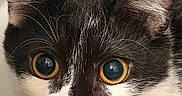 Milo is registered to the contest to win money with this photo: cat, kitten, black_and_white, animal, pet, close_up, portrait, wide_eyed, green_eyes, orange_eyes, whiskers, ears, fur, face, indoors, kitchen, countertop, granite, curious, photography