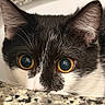cat, kitten, black_and_white, animal, pet, close_up, portrait, wide_eyed, green_eyes, orange_eyes, whiskers, ears, fur, face, indoors, kitchen, countertop, granite, curious, photography