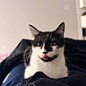 Milo joined the competition — help win amazing prizes! cat, black_and_white, tuxedo_cat, kitten, pet, animal, sitting, bed, blanket, bedroom, indoors, portrait, closeup, looking_at_camera, tongue_out, whiskers, ears, fur, cozy, funny
