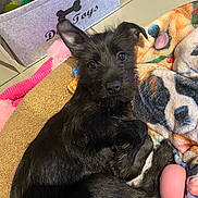 Ava participe au concours pour gagner de l'argent avec cette photo : dog, puppy, black_dog, blanket, toy, bed, stuffed_toy, storage_box, floor_tile, ear_up, looking_at_camera, pet, indoor, close_up, cozy, cute, mammal, nose, fur, lying_down