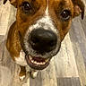 dog, close_up, smiling, happy, indoor, floor, brown_fur, white_markings, pet, canine, friendly, wide_angle, nose, teeth, ears, curious, looking_up, domestic_animal, animal, portrait