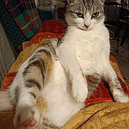 Minette participe au concours pour gagner de l'argent avec cette photo : cat, feline, pet, indoor, blanket, fur, paw, relaxed, curious, animal, tabby, white_fur, yellow_eyes, cozy, resting, sitting, closeup, household, comfort, soft