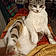 Minette