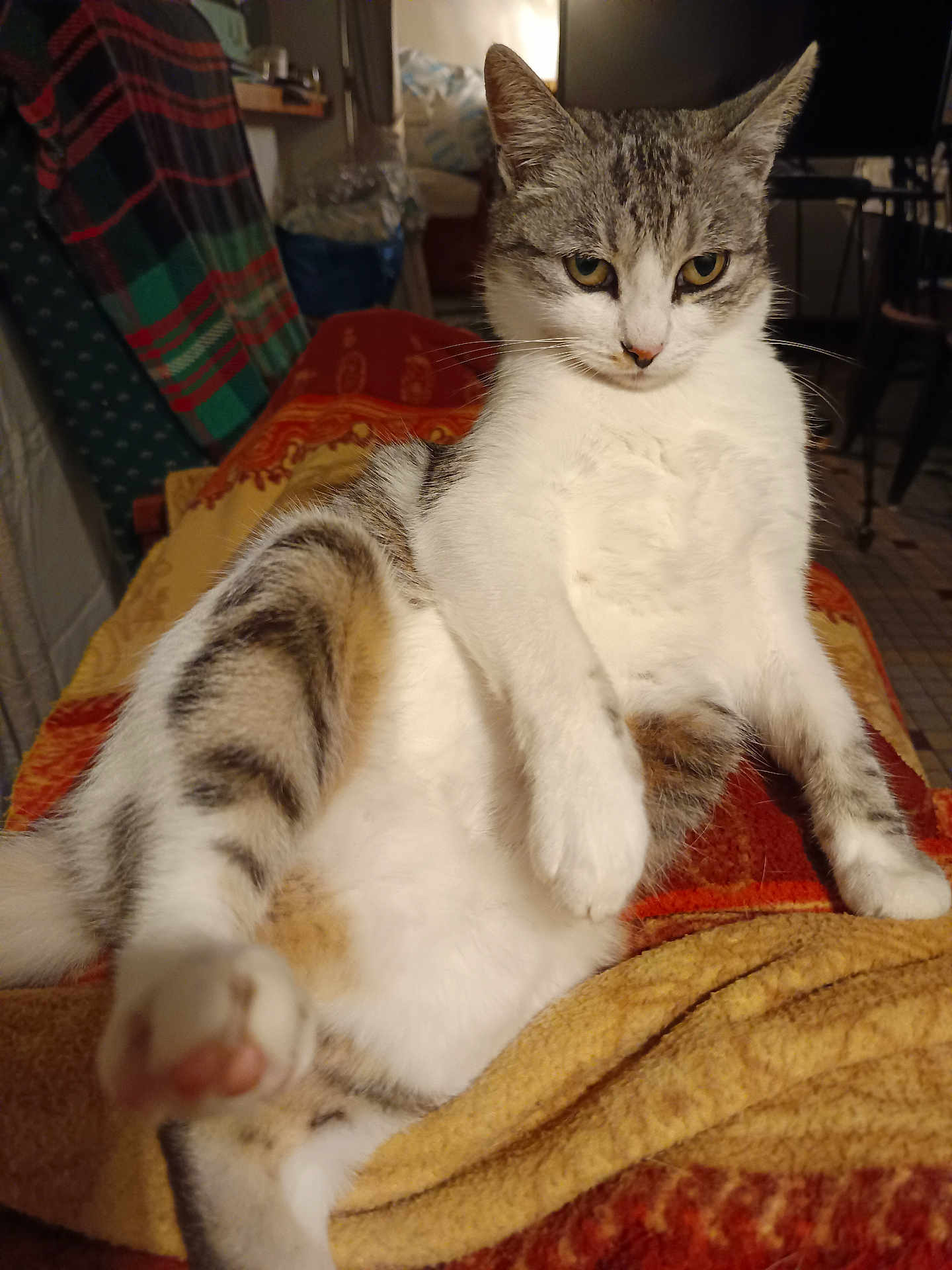 Minette participe au concours pour gagner de l'argent avec cette photo : cat, feline, pet, indoor, blanket, fur, paw, relaxed, curious, animal, tabby, white_fur, yellow_eyes, cozy, resting, sitting, closeup, household, comfort, soft