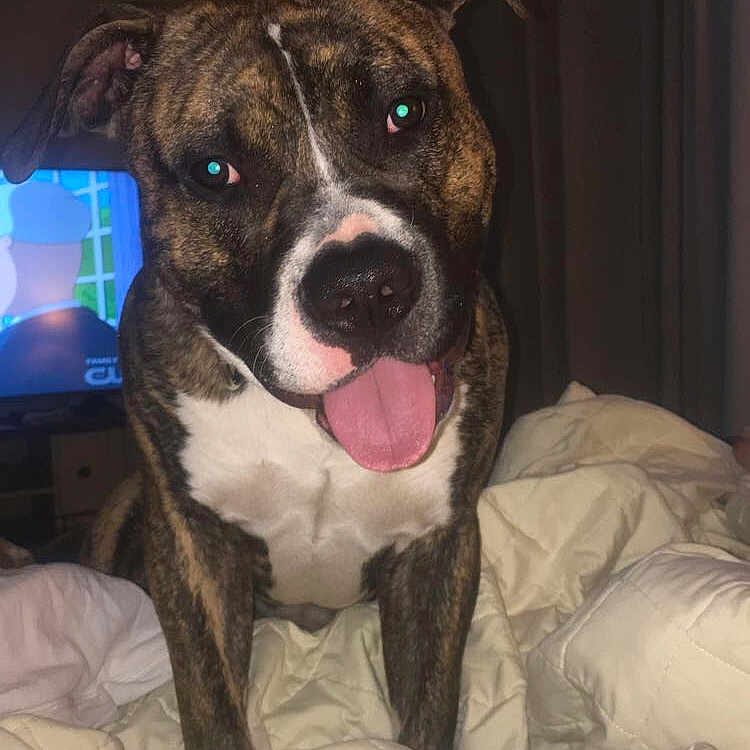 Kenji