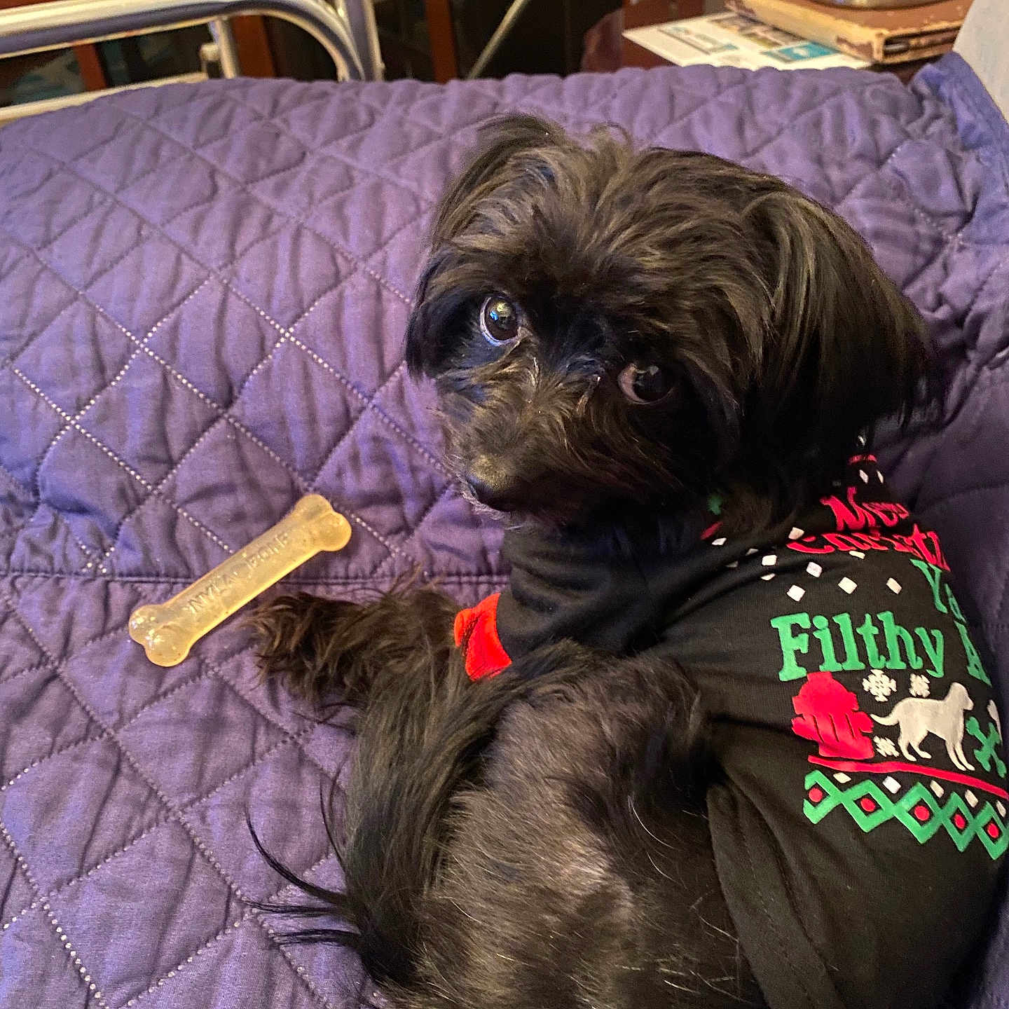 Black joined the competition — help win amazing prizes! affenpinscher, animal, bed, bedroom, blanket, canine, couch, cushion, dog, dogbed, furniture, homedecor, indoors, pet, poodle, puppy, quilt, room, terrier, text