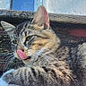 Chester is registered to the contest to win money with this photo: cat, tabby, animal, pet, feline, tongue_out, whiskers, wooden_bench, outdoor, sunlight, resting, fur, close_up, window, texture, playful, nature, relaxed, daylight, mammal