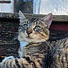 cat, tabby_cat, outdoor, wooden_bench, sunlight, green_eyes, fur, animal, pet, relaxed, nature, daylight, whiskers, closeup, portrait, mammal, resting, feline, domestic_cat, peaceful